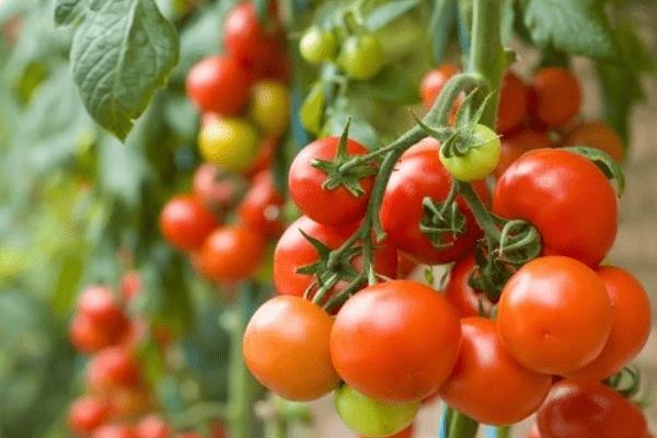 Oil palm, Tomato value chain receives a boost