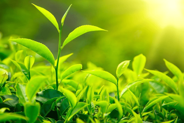 IFC, Africa Re sign partnership deal to deepen agric insurance in NigeriaUntitled design – 2019-03-27T124601.248