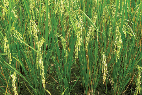 Agric firm lays foundation of N8 billion new Mill in Kano