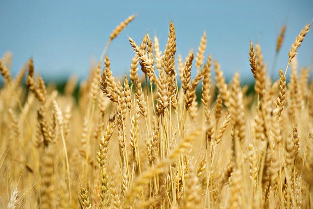 grain farmers