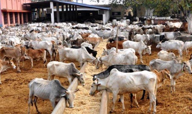 livestock farmers