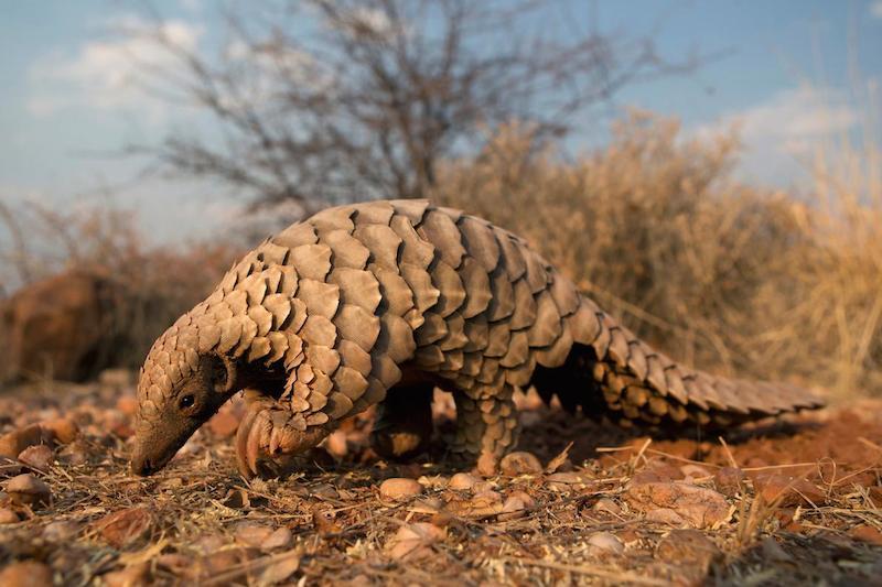 pangolin