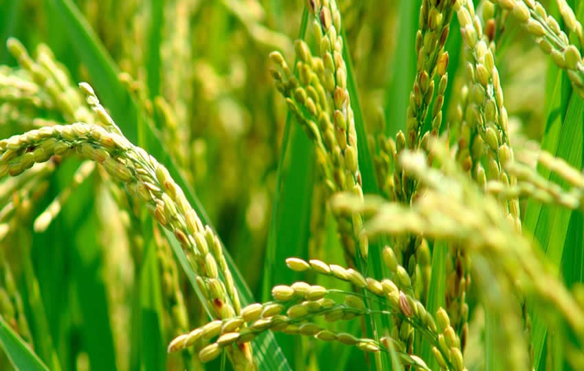 Agricultural development