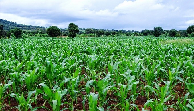 maize-farm