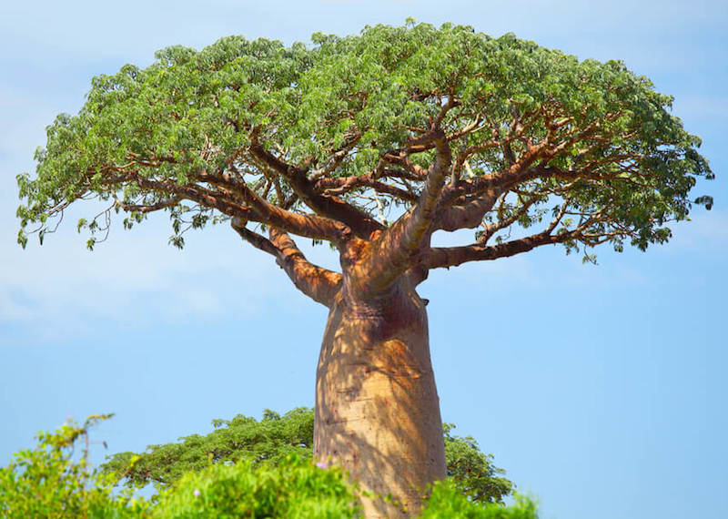 Baobab tree