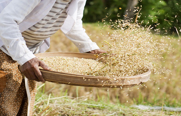 Demand for Nigerian rice expected to grow in line with strong drivers – KPAMG’S rice report