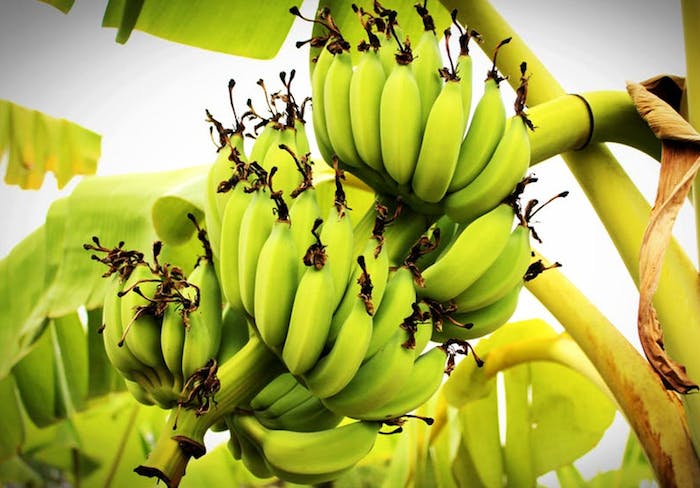 Plantain processing
