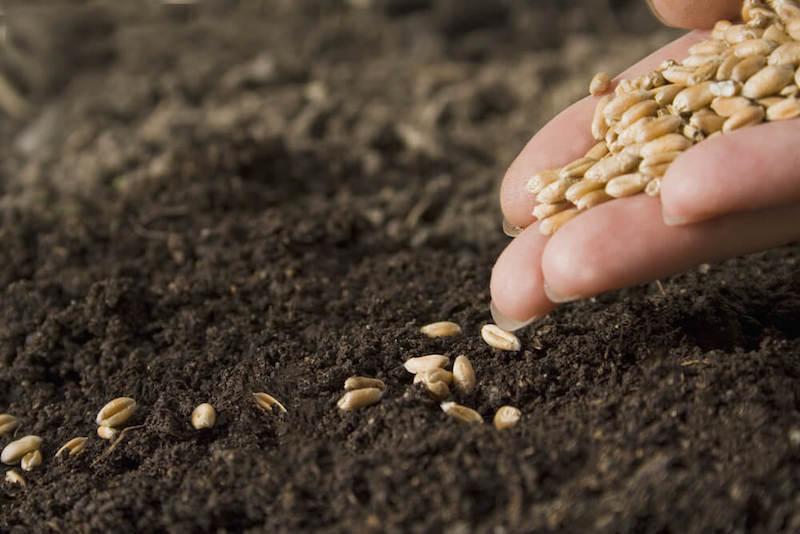 Seeds (1)