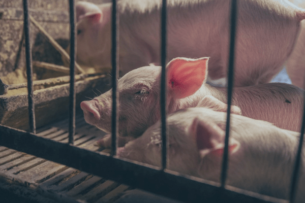 China acts on ‘major political task’ of high pork prices