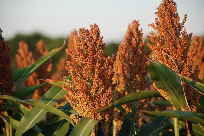 sorghum