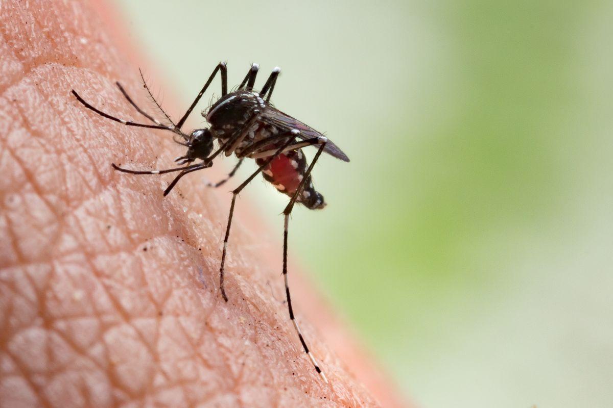 malaria