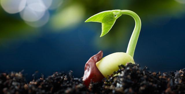 plant breeding