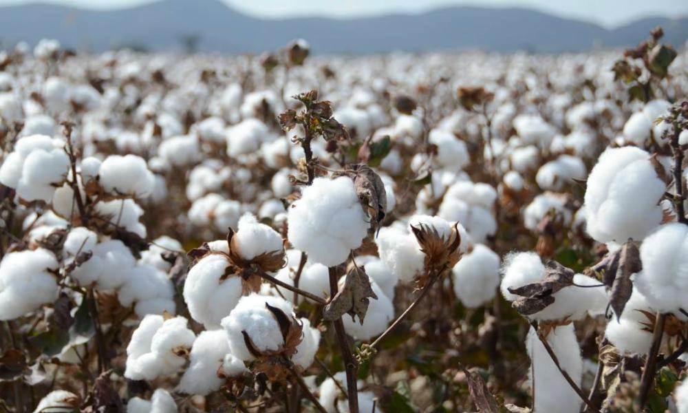 Cotton