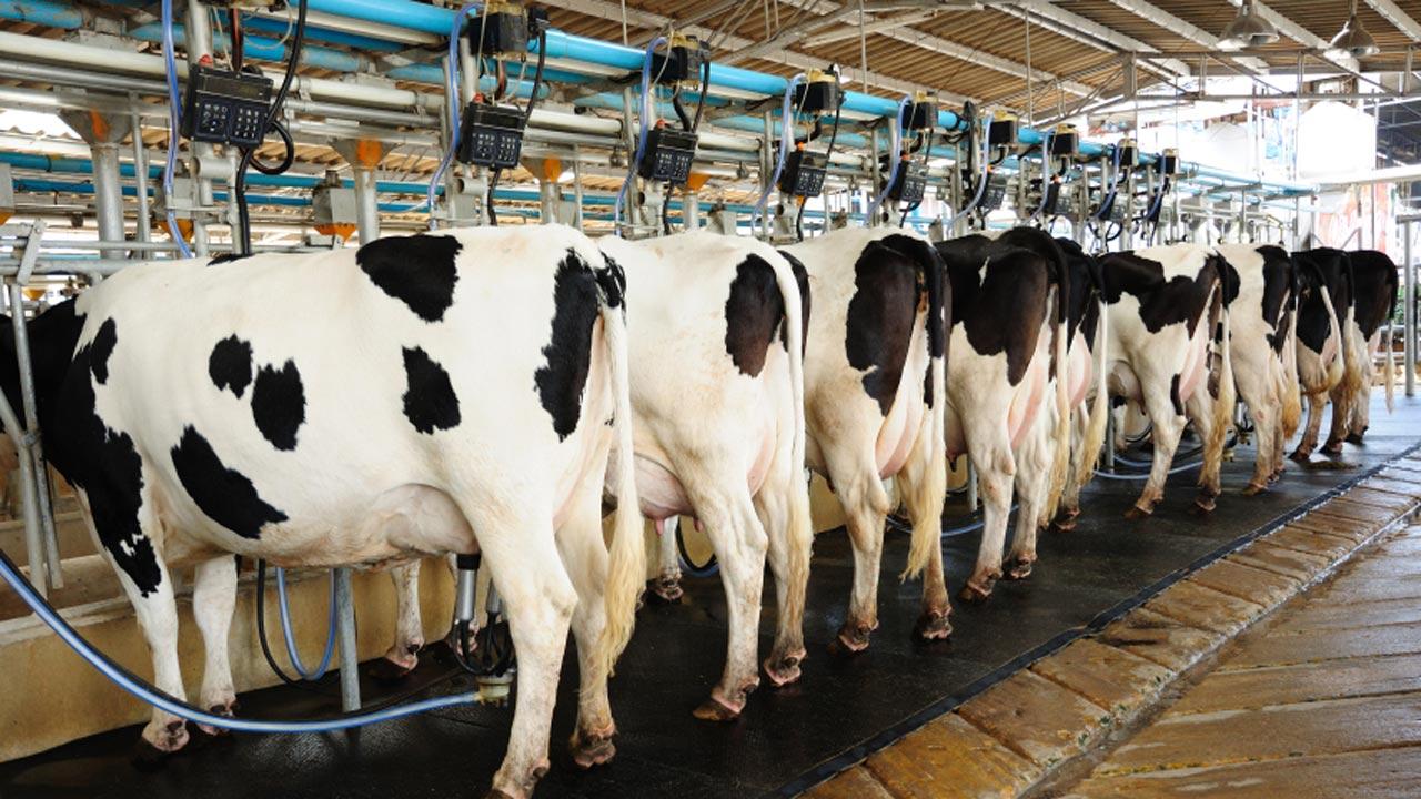 Dairy Factory