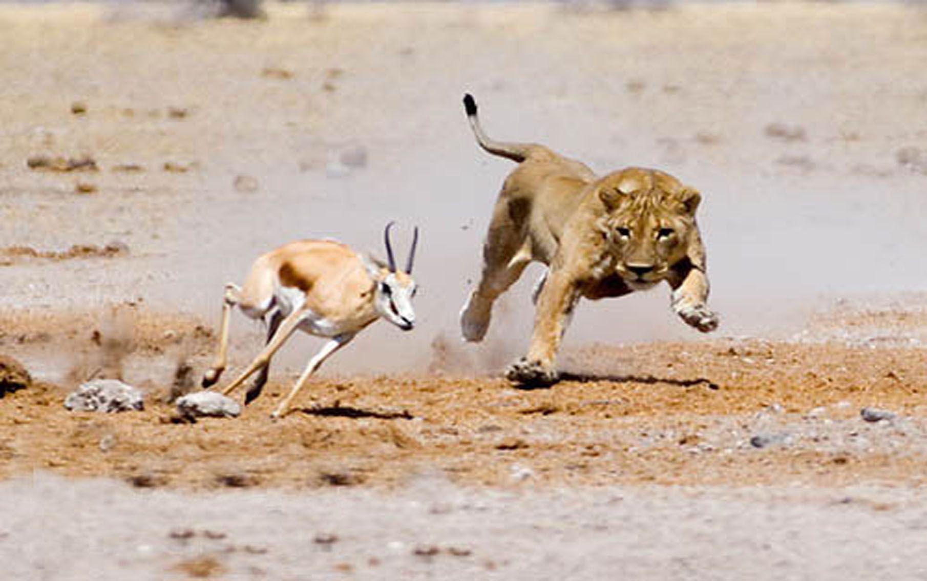 Lion-Gazelle