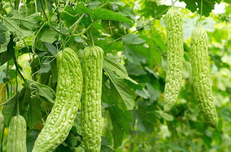 Protection of new varieties of plant