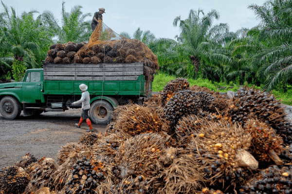 Okomu, Presco fail to realize border closure gains as weak demand bites