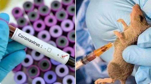 Lassa-Coronavirus