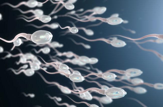sperm