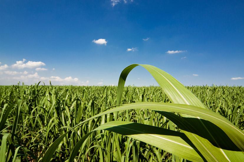 green financing opportunities for agribusiness