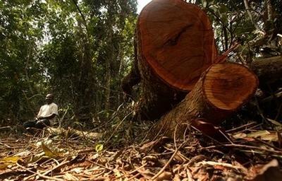 illegal tree cutting
