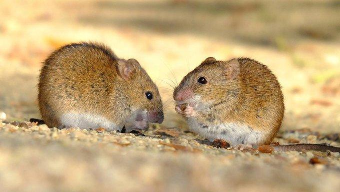 Bubonic plague