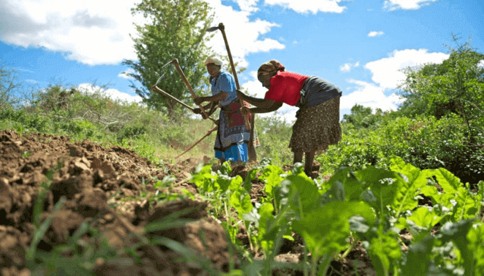 How Africa can leverage tech to boost agriculture, create jobs – stakeholders at ASA