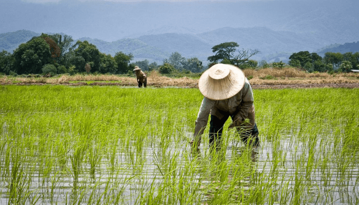 The African Farmers’ Stories: The Business of Agriculture – A Personal Journey