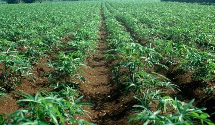 farmlands