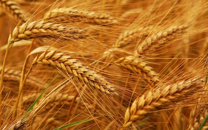 wheat farm