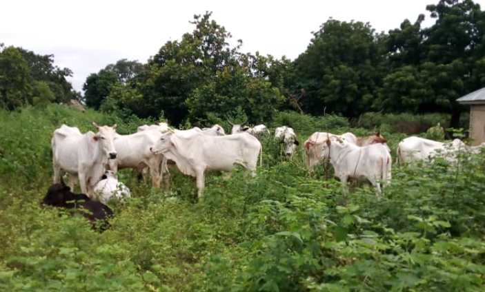 herdsmen