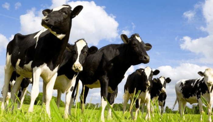 Insecurity: govt. agrees to replace open grazing with animal husbandry