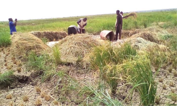 rice farmers