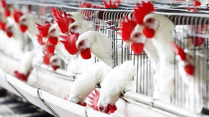 poultry
