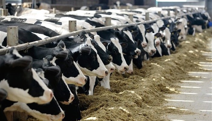 Nigerian dairy sector