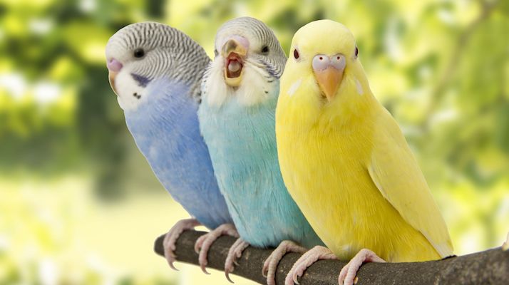 birds