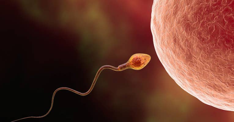 Sperm
