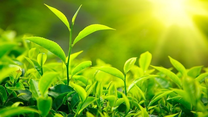 agric insurance