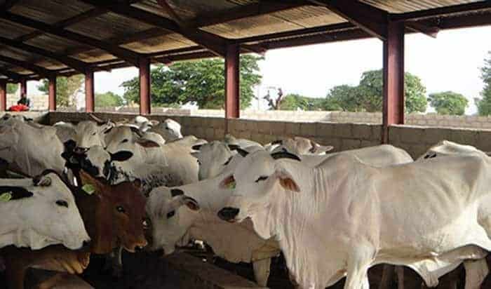 Ranching: Ball in your court, Nigerians tell FG