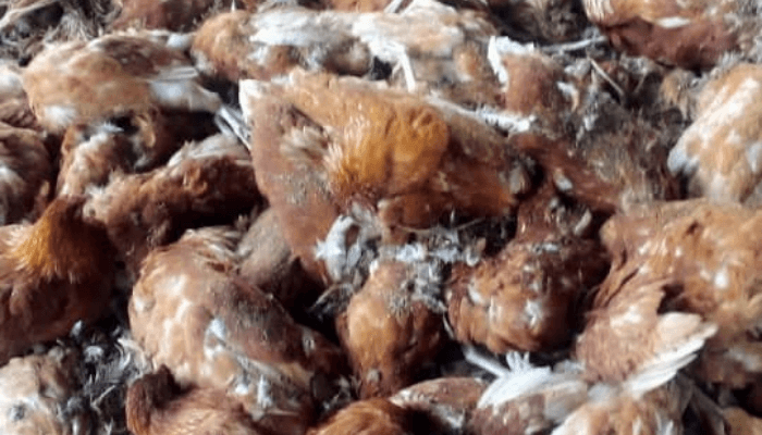 Farmer in shock as bird flu claims 19,800 out of 23,000 birds