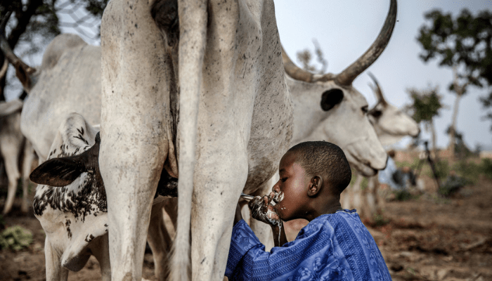 Strategic Actions to Transform Nigeria’s Dairy Sector (1) – Investing in Reliable Industry Data