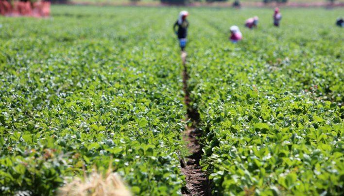 agric sector