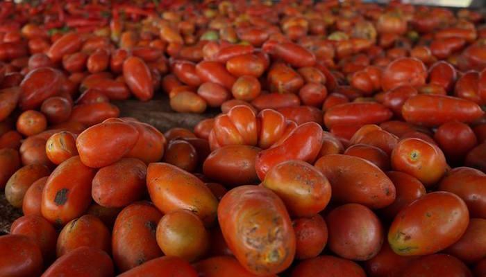 Tomato