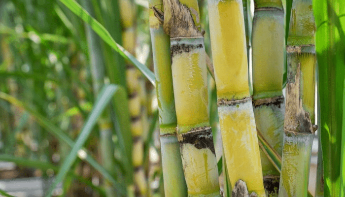 Biomass from sugarcane as untapped source of sustainable energy