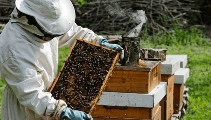 Delta supports bee farmers boost honey production