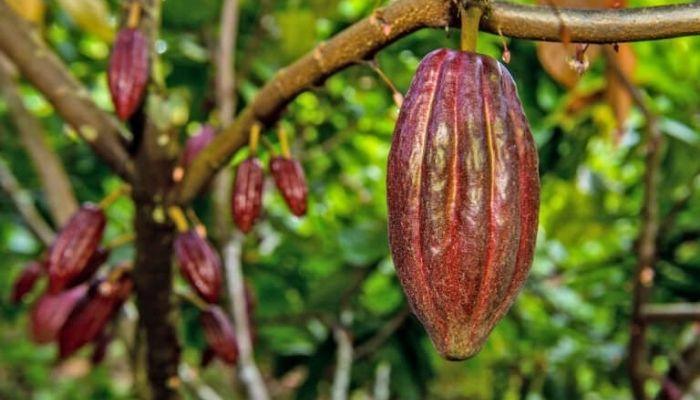 Massive fire outbreaks add to woes of Nigeria cocoa farmers, output could fall could 4%