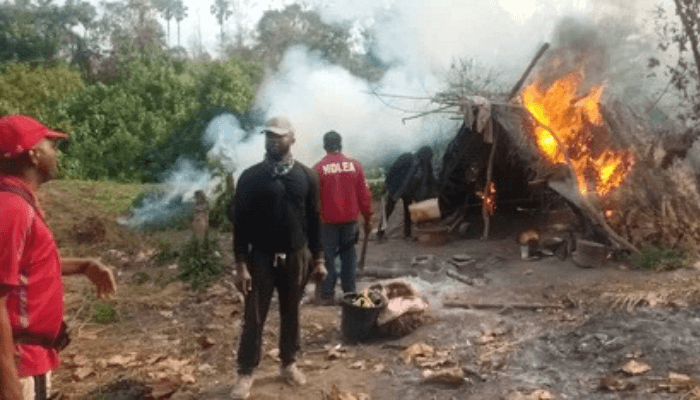NDLEA destroys 17 hectares of cannabis farm in Ondo