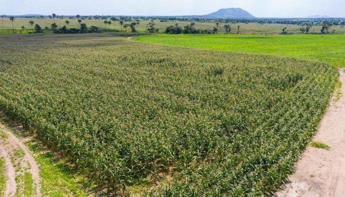 Nigeria’s maize sufficiency quest: The Corteva Agriscience contribution