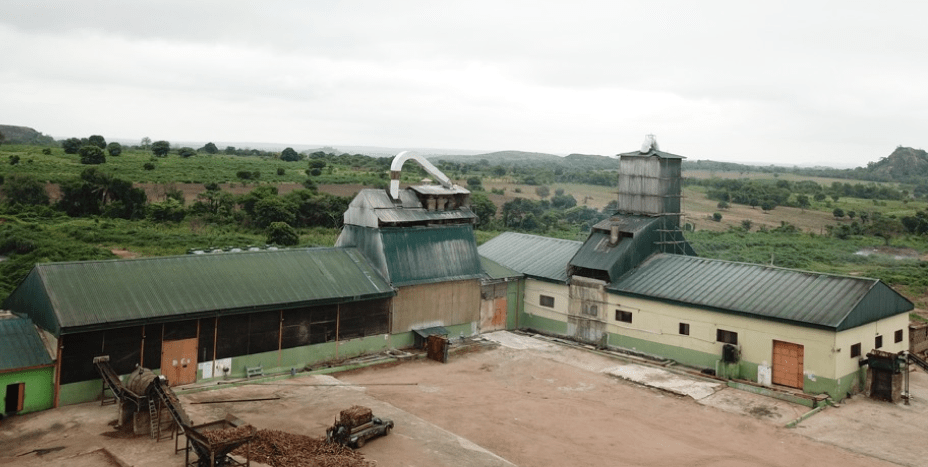 cassava