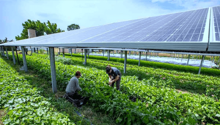 The prospect of agrivoltaics in Nigeria